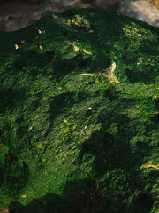 Ocean Grass on the rocks