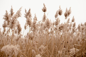 Fototapeta premium Field of Pampas Grass with Sky