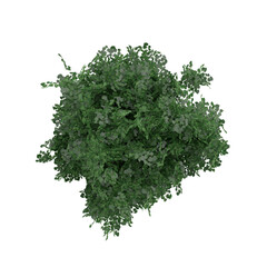 top down view green linden isolated on white, 3d rendering of linden tree PNG transparent, suitable for archiviz visualization, architecture