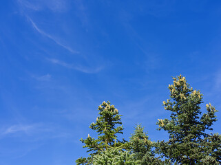 Fir tree top blue sky