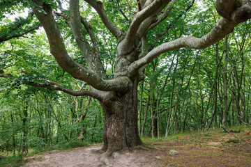 Fototapeta premium Old, gnarly beech tree