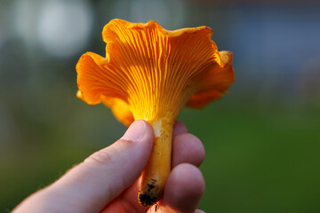 Yellow chanterelle, picked © Peter Olof