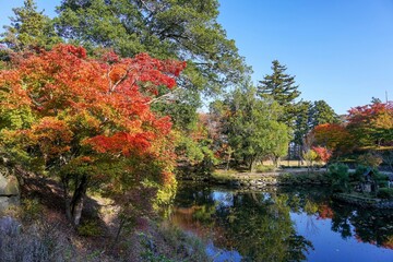Fototapeta na wymiar 青空バックに見る秋の日本庭園の情景＠京都