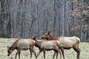Naklejka na ściany i meble elk in park national park