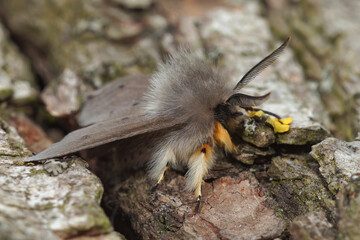 Closeup on a hairy grey colored Muslin moth, Diaphora mendica, sitting on wood