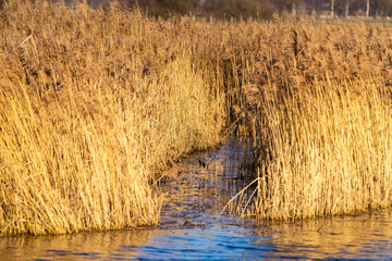 Isarmoos Moor und Vogelschutzgebiet in Niederbayern | Mettenbacher-Grie&szlig;bacher Moos