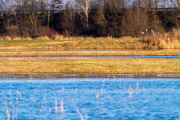 Isarmoos Moor und Vogelschutzgebiet in Niederbayern | Mettenbacher-Grießbacher Moos