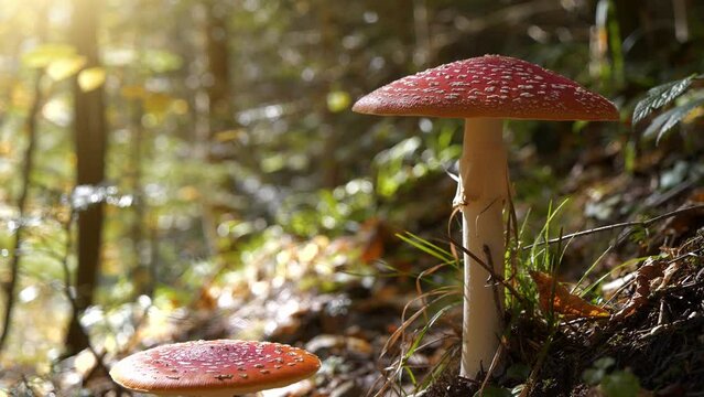 Big red fly agaric grows in autumn wood. Picturesque place in heart of forest