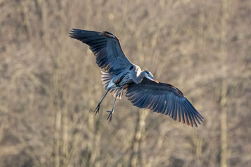 heron in flight