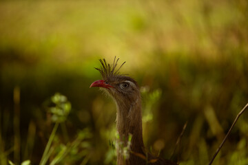 Seriema bird in golden hour. Cariama cristata.