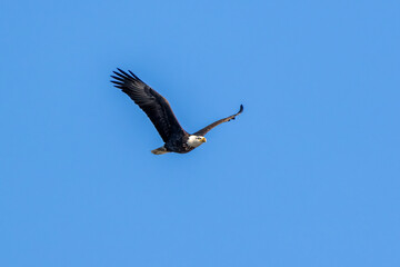 Obraz premium bald eagle in flight