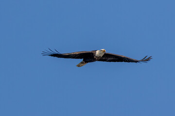 eagle in flight