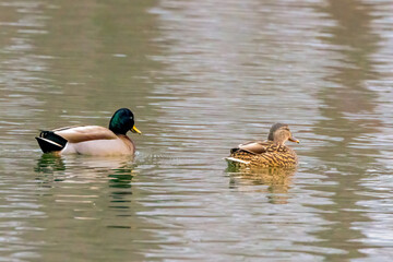 ducks in the lake