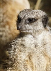 Fototapeta premium meerkat on guard