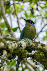 colombian bird momotus momota aequatorialis