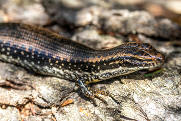 Australian Yellow-bellied Water Skink basking on log