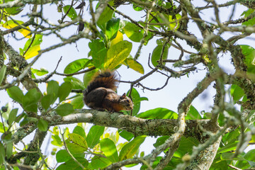 squirrel on tree