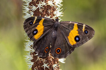 Australian Sword-grass Brown Butterfly feeding on nectar of a Grass Tree © Ken Griffiths