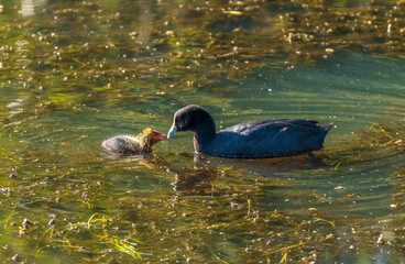  Australian coot (Fulica atra australis) with a young chick.