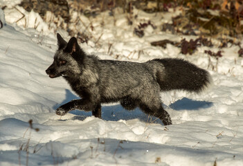 Fototapeta premium Silver Fox in Winter