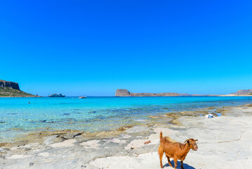 Kretische Wildziege an der Bucht von Balos in Kreta, Griechenland