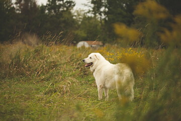 Fototapeta premium A maremma sheepdog on a farm in Ontario, Canada.
