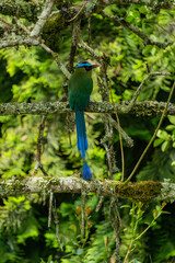 colombian bird momotus momota aequatorialis