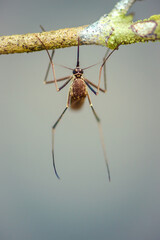 Close-up of a mosquito resting on dry tree branch, abstract background, selective focus.
