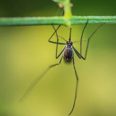 Close-up of a mosquito resting on green branch, Nature blurred background, selective focus.