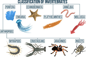 Classification of invertebrates animals. Insect,  arachnids, crustaceans, myriapods, mollusca. Education diagram of biology. - obrazy, fototapety, plakaty