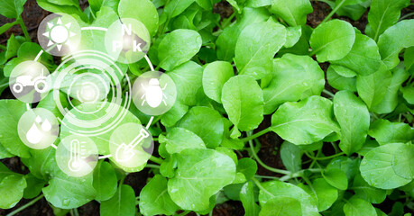 smart farm modern agricultural technology vegetable garden organic, mustard greens lettuce...