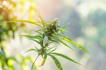 cannabis bud flower - cannabis plant tree for cannabis oil marijuana leaves growing nature green background, Hemp leaf for extract medical healthcare natural cbd - thc
