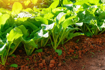 soil vegetable garden, mustard greens lettuce vegetable gardening with mustard greens leaf fresh vegetable planting on ground, in the backyard garden eco friendly gardening nature vegetable farm