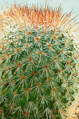 Obraz premium Upper part of Mammillaria spinosissima with its sharp tips filled with fine water droplets