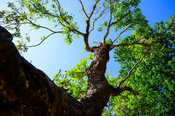Sametchun tree in the botanical garden