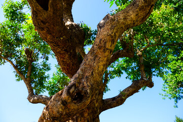 Sametchun tree in the botanical garden