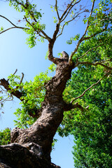 Fototapeta premium Sametchun tree in the botanical garden