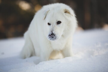 A maremma sheepdog on a farm in Ontario, Canada.