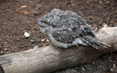 Tawny Frogmouth (Podargus Strigoides)