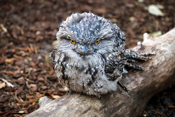 Tawny Frogmouth (Podargus Strigoides)
