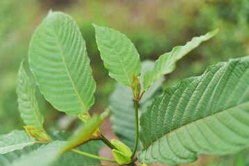 close up of leaves of tree, close up of green leaves, Mitragyna speciosa or kratom leaves 
