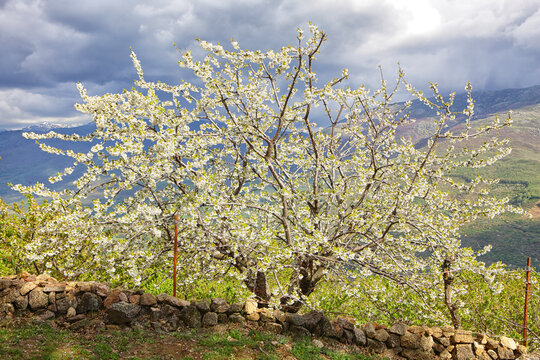 Cherry tree blossom in Jerte valley, Caceres, Extremadura, Spain