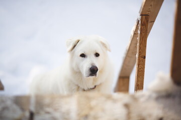 A maremma sheepdog on a farm in Ontario, Canada.