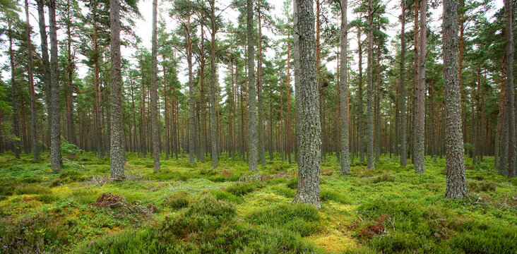 Scotlands fir tree plantations used as renewable resources.