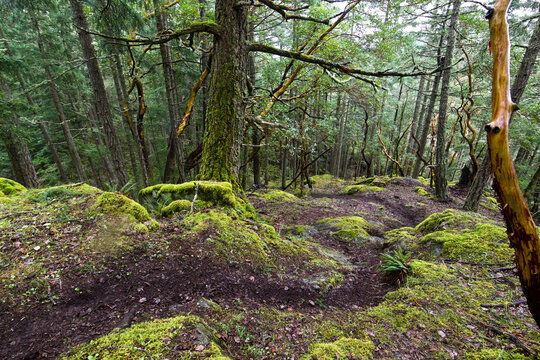 Empty trail, Victoria, BC, Canada