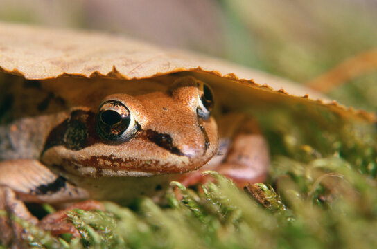 A wood frog. (Rana sylvatica)