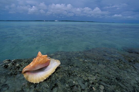 tropical bahamas caribbean