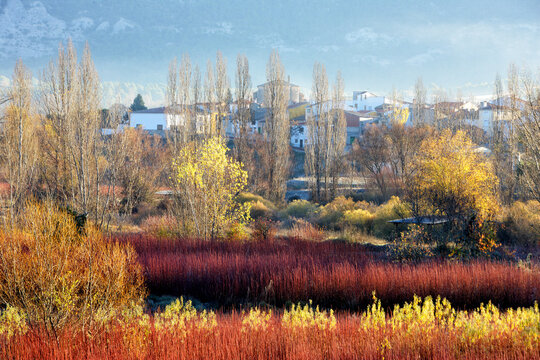 wicker cultivation in the village of Ca&Atilde;&plusmn;amares -Cuenca-