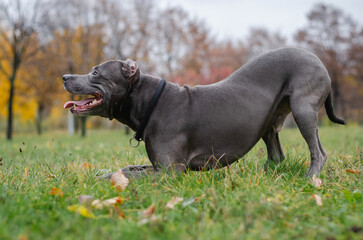 Cute big gray pitbull dog in the fall forest. American pit bull terrier in the autumn park