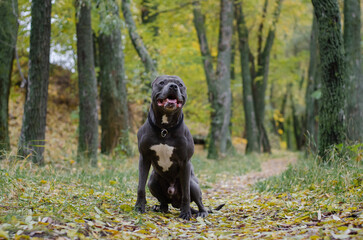 Cute big gray pitbull dog in the fall forest. American pit bull terrier in the autumn park